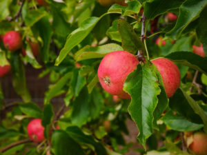 Apples_sm_P1270804