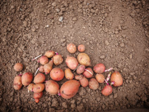 Potatoes_sm_P1270806