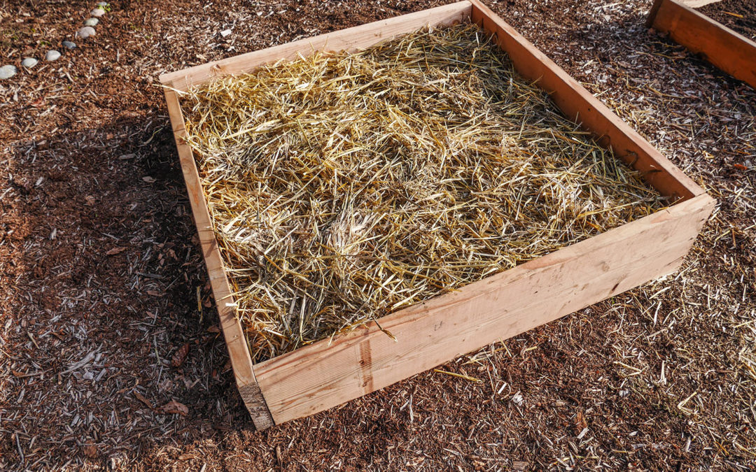 Fixing old raised beds